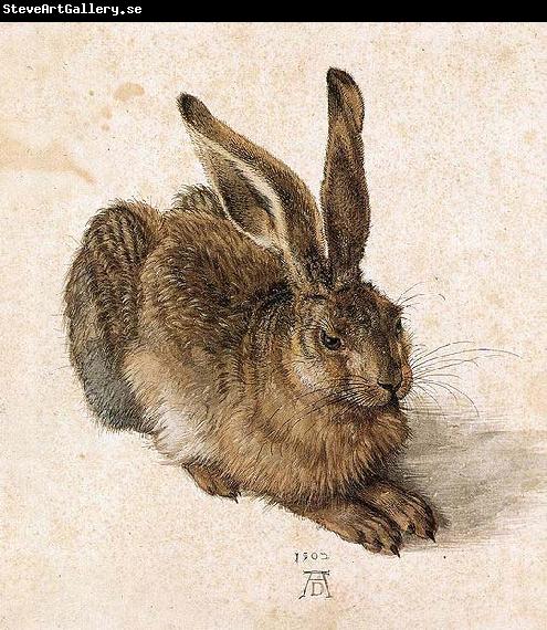 Albrecht Durer Young Hare